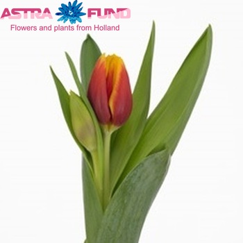Tulipa Kees Nelis photo