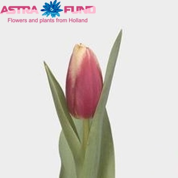 Tulipa Leen van der Mark photo