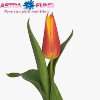 Tulipa Leliebloemige Grp 'Royal Design' foto