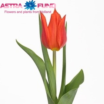 Tulipa Leliebloemige Grp 'Royal Pretender' foto