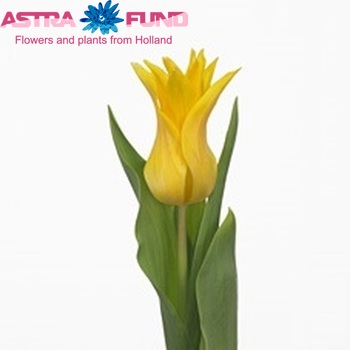 Tulipa Leliebloemige Grp 'Seattle' foto