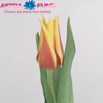 Tulipa Leliebloemige Grp 'Synaeda King' foto