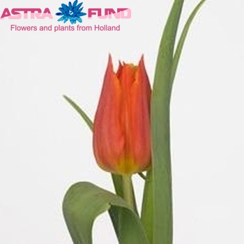 Tulipa Leliebloemige Grp 'Synaeda Orange' foto
