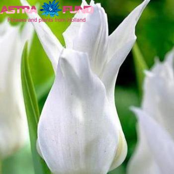 Tulipa Leliebloemige Grp 'Tres Chic' foto