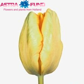 Tulipa Parkiet Grp 'Apricot Parrot' φωτογραφία