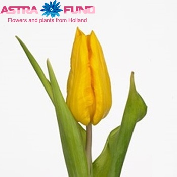 Tulipa Parkiet Grp 'Bird of Yokohama' φωτογραφία