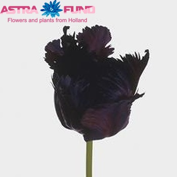 Tulipa Parkiet Grp 'Black Parrot' φωτογραφία