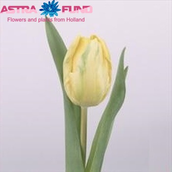 Tulipa Parkiet Grp 'Blondine' φωτογραφία
