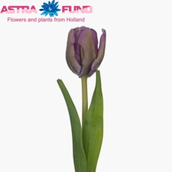 Tulipa Parkiet Grp 'Blue Parrot' φωτογραφία