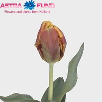 Tulipa Parkiet Grp 'Bright Parrot' φωτογραφία