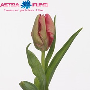Tulipa Parkiet Grp 'Carmine Parrot' φωτογραφία