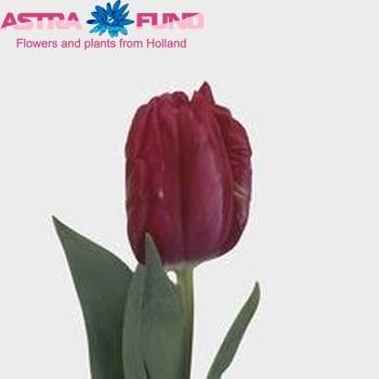 Tulipa Parkiet Grp 'Cerise Parrot' φωτογραφία