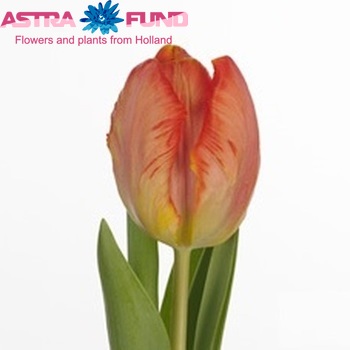 Tulipa Parkiet Grp 'Comet' φωτογραφία