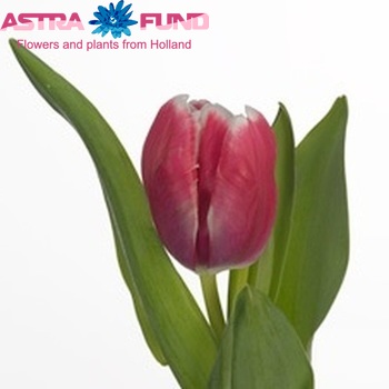 Tulipa Parkiet Grp 'Destiny' photo