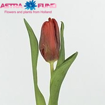 Tulipa Parkiet Grp Ego Parrot photo