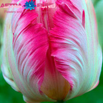 Tulipa Parkiet Grp 'Elzenburg' photo