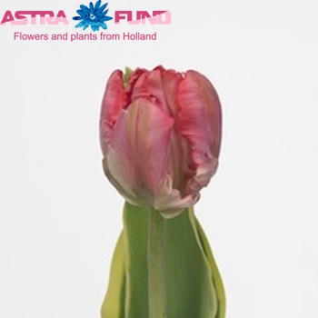 Tulipa Parkiet Grp 'Erna Design' photo
