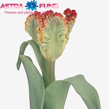 Tulipa Parkiet Grp 'Exotic Parrot' photo