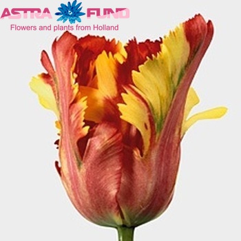 Tulipa Parkiet Grp 'Flaming Parrot' photo