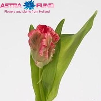 Tulipa Parkiet Grp 'Flamingo Parrot' photo