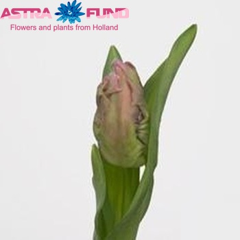 Tulipa Parkiet Grp 'Gander Parrot' photo