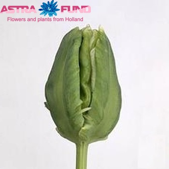 Tulipa Parkiet Grp 'Madonna' fotó