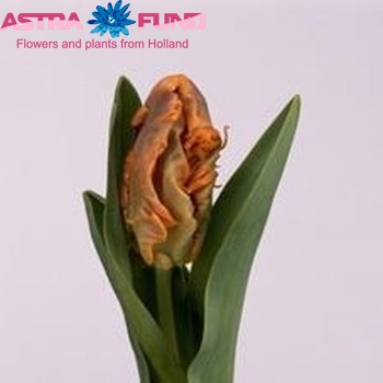 Tulipa Parkiet Grp 'Monarch Parrot' fotó