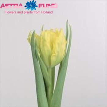 Tulipa Parkiet Grp 'Monte Parrot' φωτογραφία