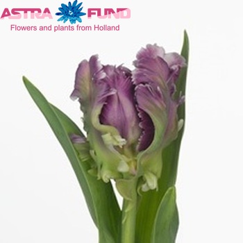 Tulipa Parkiet Grp 'Mysterious Parrot' φωτογραφία