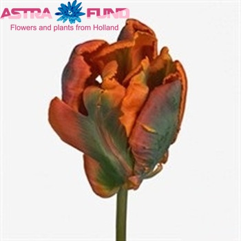 Tulipa Parkiet Grp Orange Rococo φωτογραφία