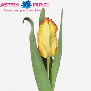 Tulipa Parkiet Grp 'Parrot City' φωτογραφία