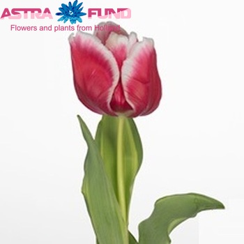 Tulipa Parkiet Grp 'Parrot Destiny Design' φωτογραφία