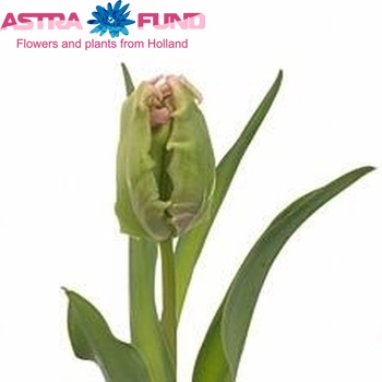 Tulipa Parkiet Grp 'Parrot Flight' fotó