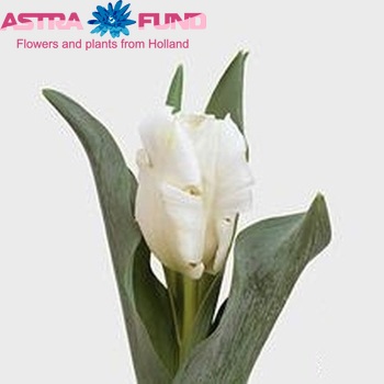 Tulipa Parkiet Grp 'Parrot Inzell' fotó