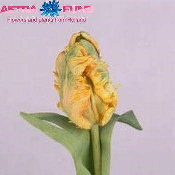 Tulipa Parkiet Grp 'Parrot King' fotó