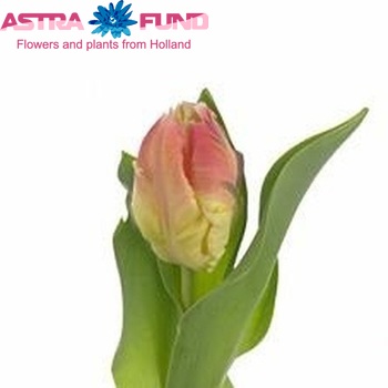 Tulipa Parkiet Grp 'Parrot Lady' fotó