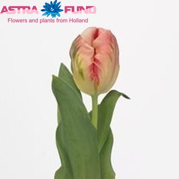 Tulipa Parkiet Grp 'Parrot Rock' fotó
