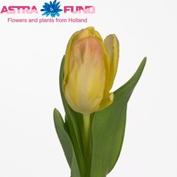 Tulipa Parkiet Grp 'Parrot Time' fotó