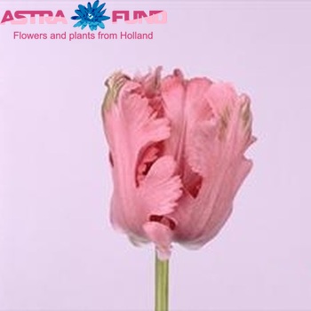 Tulipa Parkiet Grp 'Pink Panther' fotó