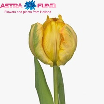 Tulipa Parkiet Grp 'Prof. Rontgen' fotó