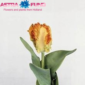 Tulipa Parkiet Grp 'Professor Parrot' fotó