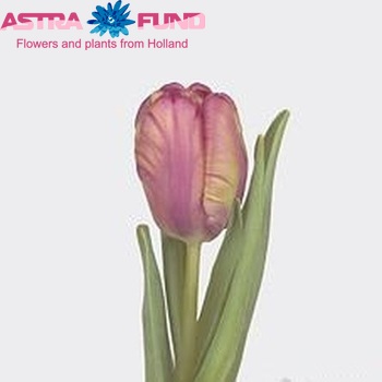 Tulipa Parkiet Grp 'Rai' fotó