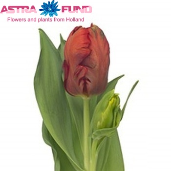 Tulipa Parkiet Grp 'Red Bright Parrot' fotó