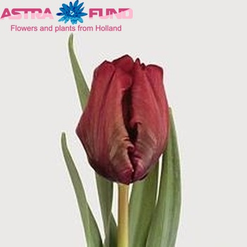 Tulipa Parkiet Grp 'Red Cap' fotó
