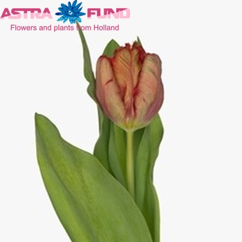 Tulipa Parkiet Grp 'Red Devil' fotó