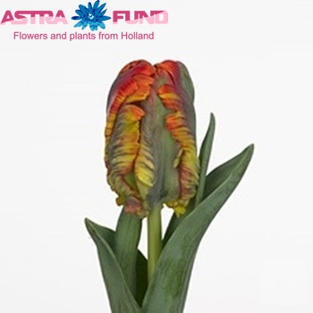 Tulipa Parkiet Grp 'Rockanje' fotó