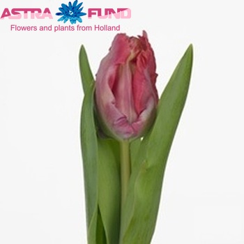 Tulipa Parkiet Grp 'Runway' fotó