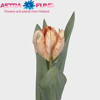 Tulipa Parkiet Grp 'Salmon Parrot' fotó