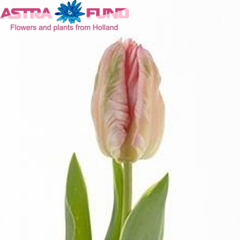 Tulipa Parkiet Grp 'Silver Parrot Design' fotó