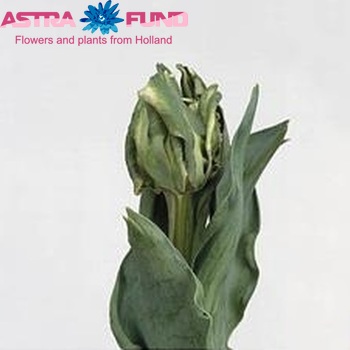 Tulipa Parkiet Grp 'Star of Parrots' fotó